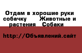 Отдам в хорошие руки собачку.  -  Животные и растения » Собаки   